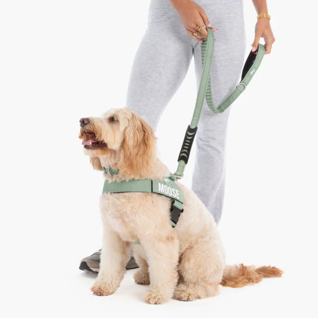 Bungee Dog Leash - Khaki - Image 6