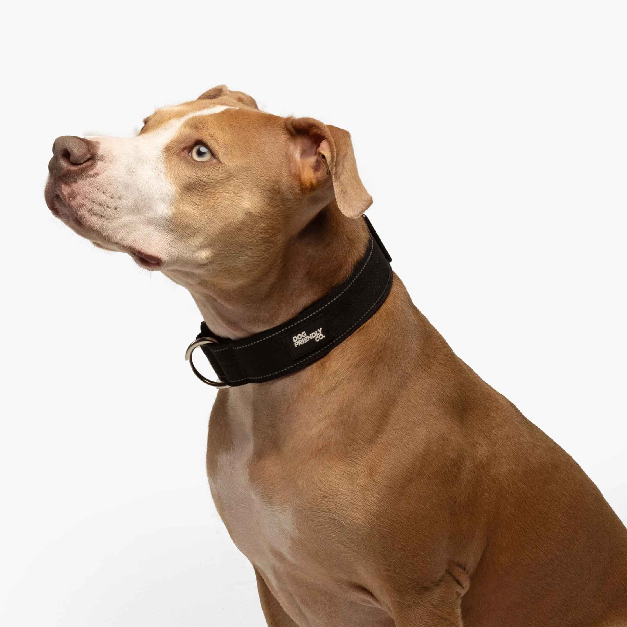Collar Walk Set - Black - Image 8