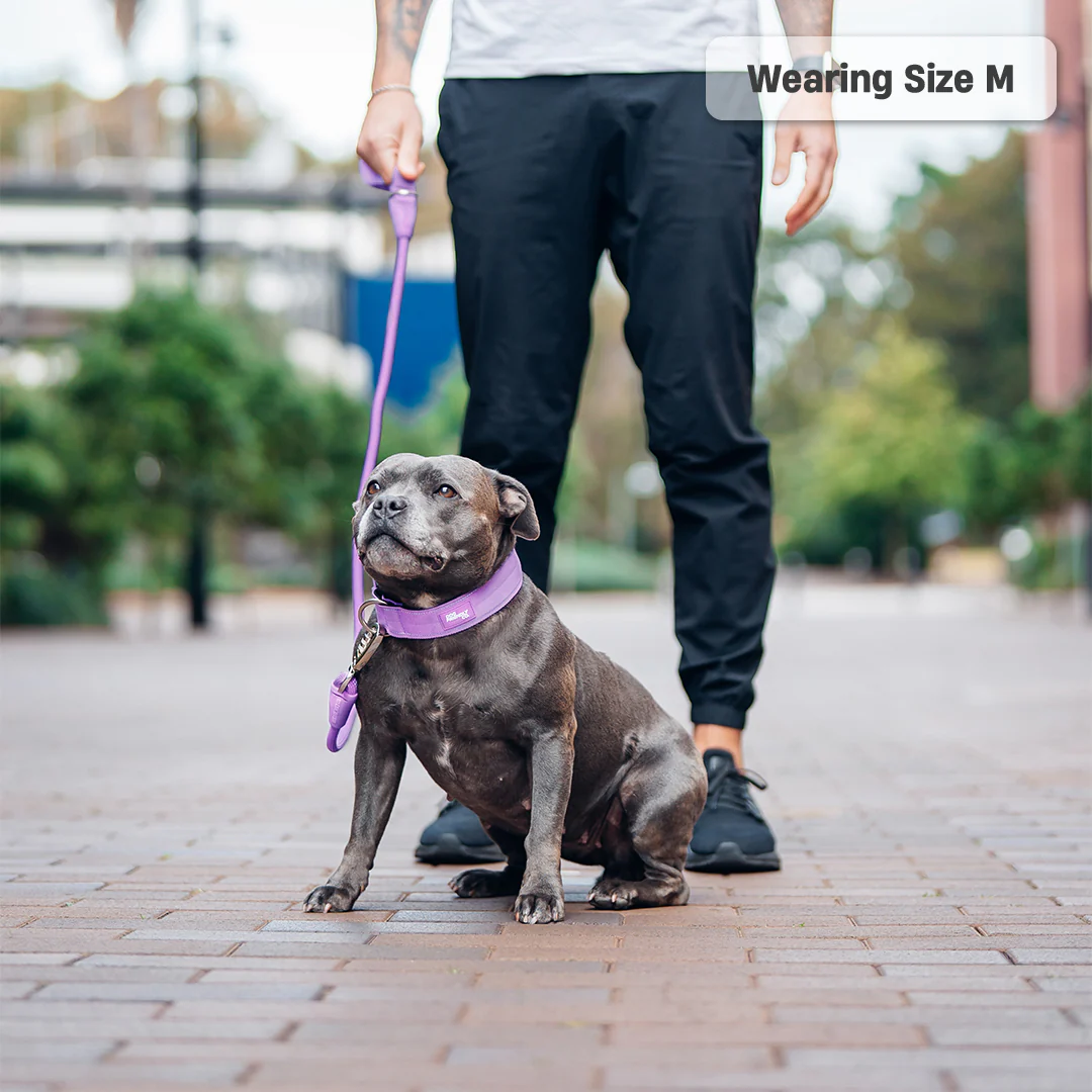 Collar Walk Set - Purple - Image 15