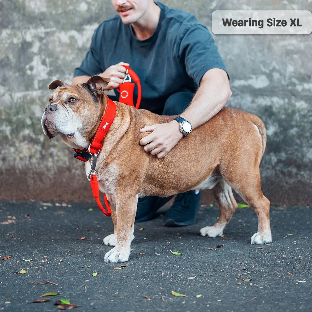 Collar Walk Set - Red - Image 16