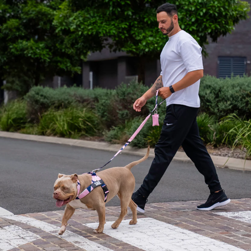 Bungee Dog Leash - Image 90