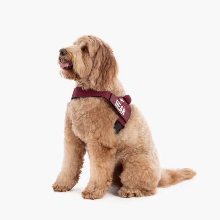 Personalised Dog Harness - Burgundy - Image 3