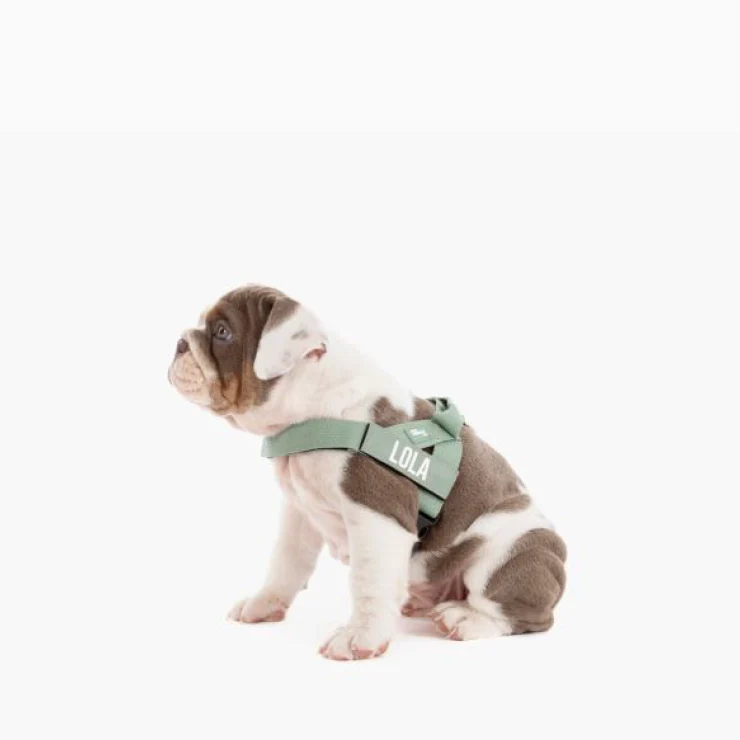 Personalised Dog Harness - Khaki - Image 4