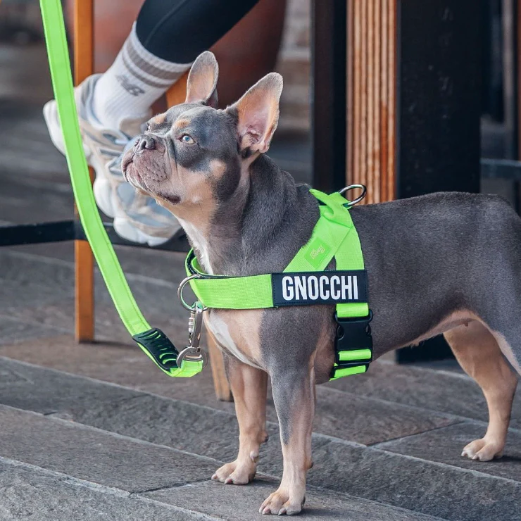 Personalised Dog Harness - Neon Green - Image 6