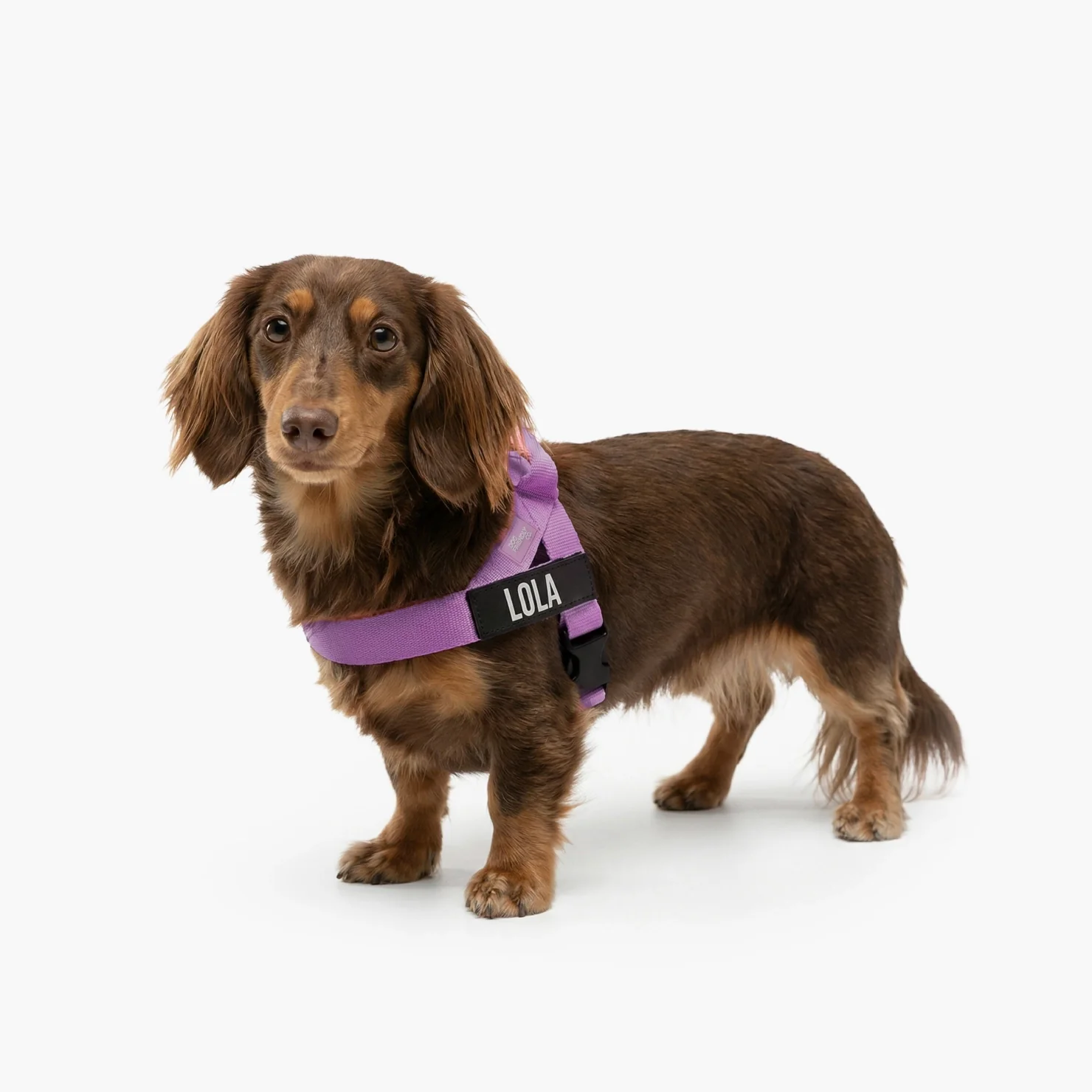 Personalised Dog Harness - Purple - Image 4