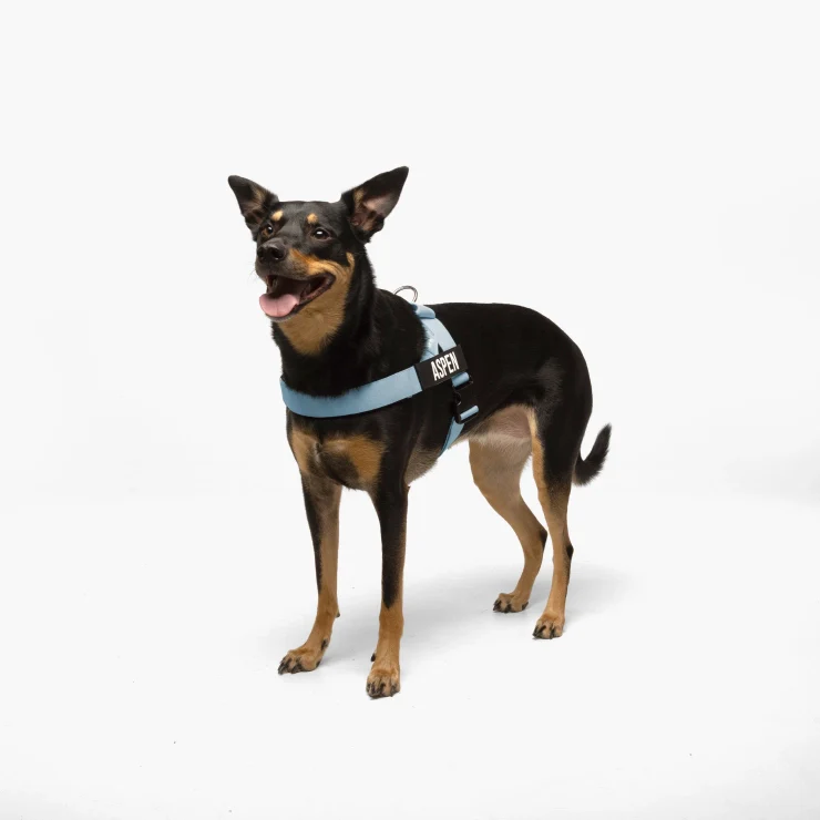 Personalised Dog Harness - Sky Blue - Image 3
