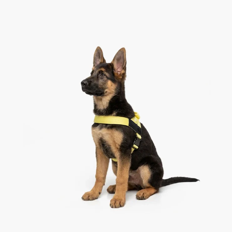 Personalised Dog Harness - Yellow - Image 4