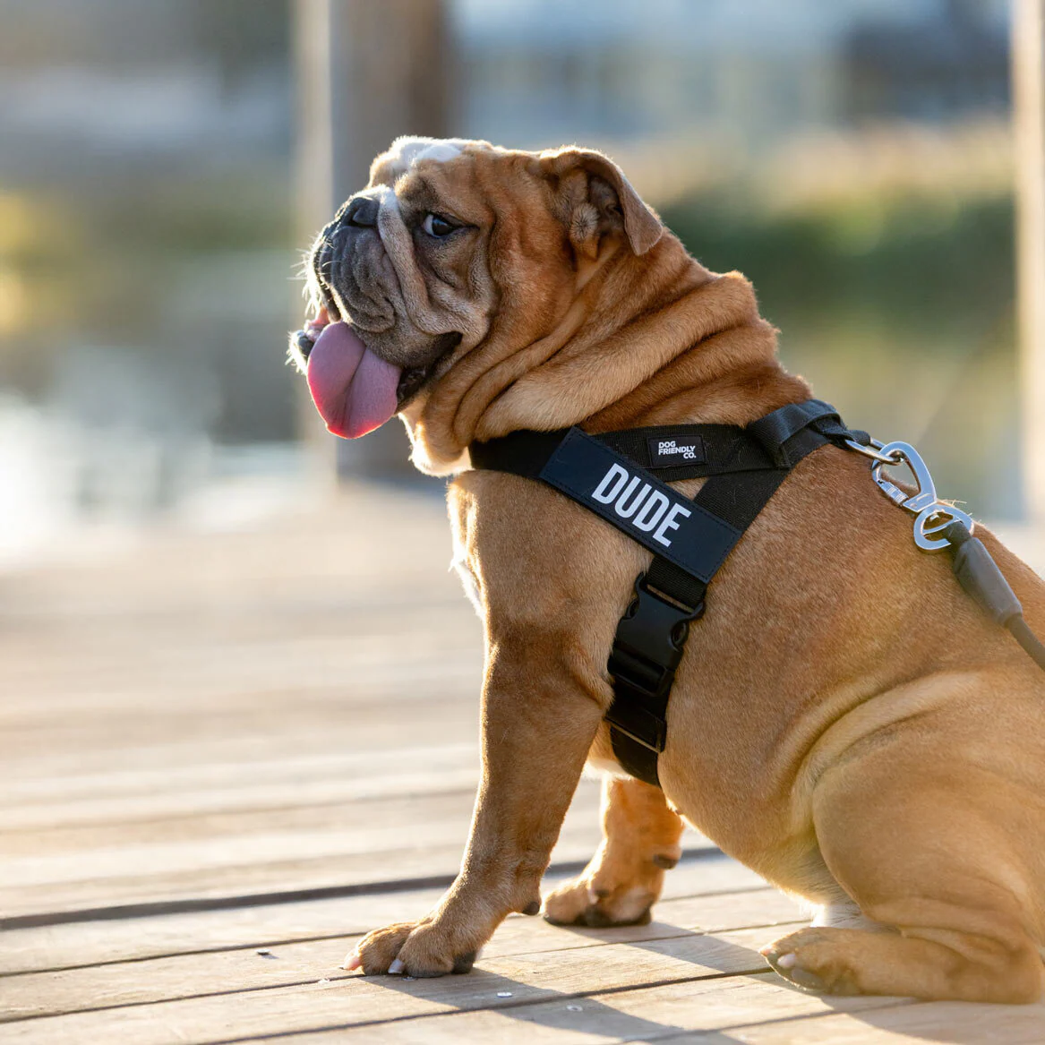 Dog Lovers Pack - Black - Image 8