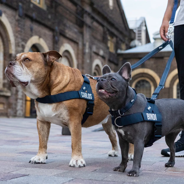 Dog Lovers Pack - Navy Blue - Image 11