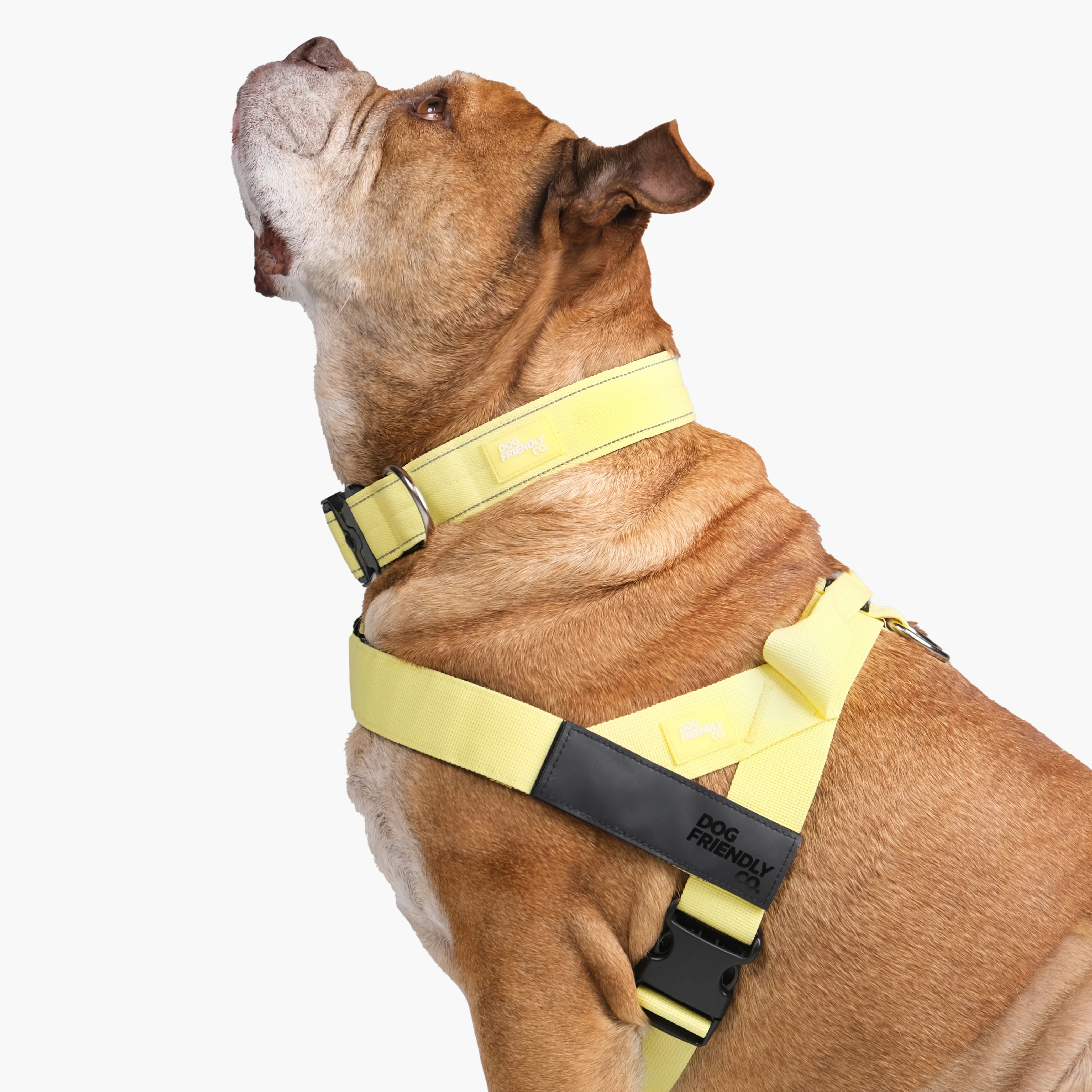 Dog Lovers Pack - Yellow - Image 3