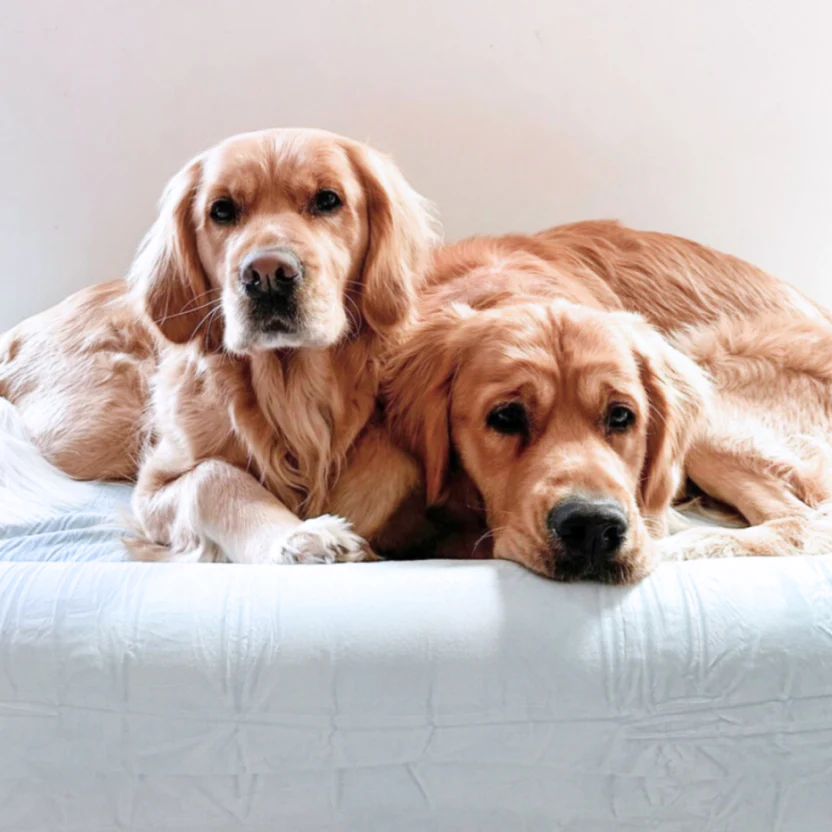 Premium Orthopedic Memory Foam Dog Bed - Sky Blue (Large) - Image 2