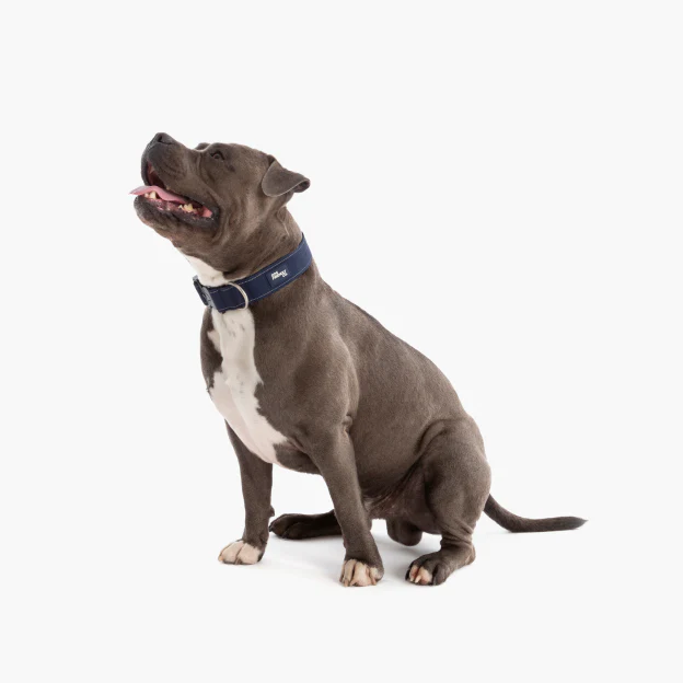Tactical Dog Collar - Navy Blue - Image 3
