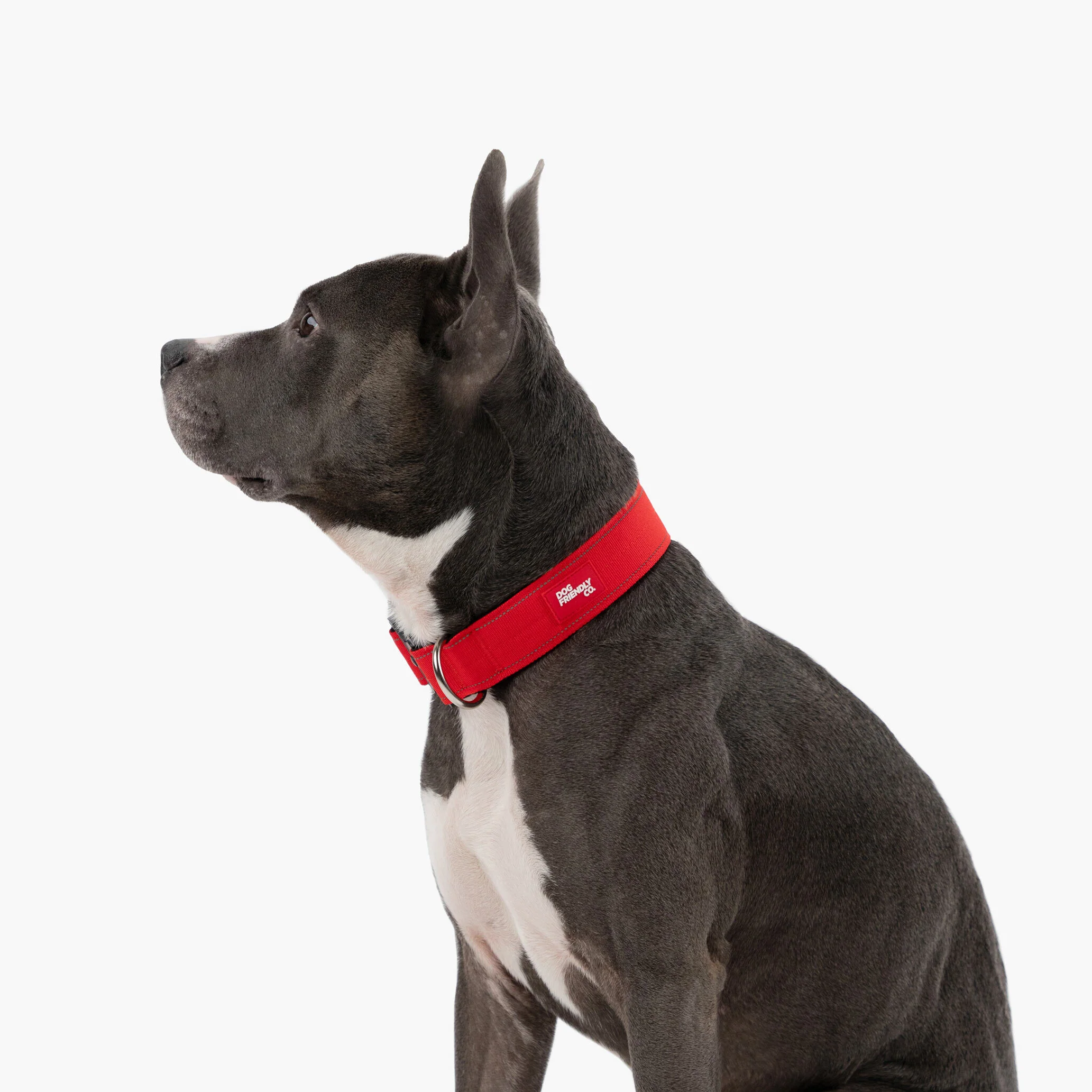 Dog Lovers Pack - Red - Image 16